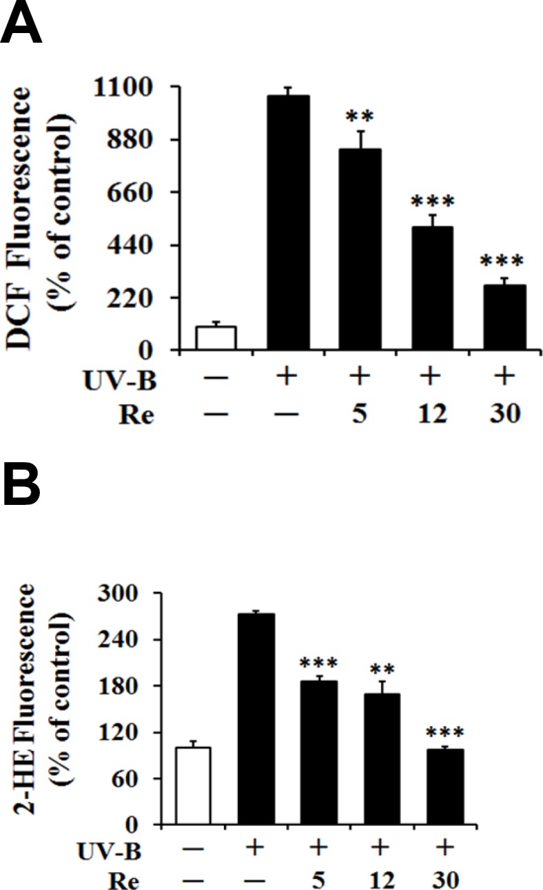 Suppressive effects of Re on the reactive oxygen species (ROS) levels in HaCaT keratinocytes under the irradiation with 70 mJ/cm2UV-B. The HaCaT cells were incubated for 24 h, and pretreated with the indicated concentrations (0, 5, 12 and 30 μM) of Re for 30 min before irradiation. The ROS level was determined by DCFH-DA (A) and DHE (B) using fluorometry. The ROS level was represented as DCF and 2-HE fluorescences, arbitrary units expressed as % of control. **P < 0.01; ***P < 0.001 versus the non-treated control (UV-B irradiation alone