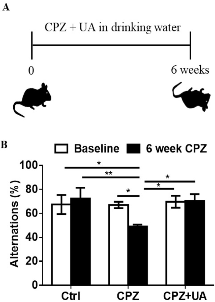 Effect of UA on memory performance in mice treated with cuprizone. (A) Schematic representation of the protocol of UA administration in drinking water (1 mg/mL). (B) Spontaneous alternations was assessed using the Y-maze test (n = 6). Ctrl: animals which received normal food and water, CPZ: animals which received normal water and cuprizone food, CPZ+UA: animals which received cuprizone food and UA in drinking water. *p < 0.05, **p < 0.01 compared to the CPZ group