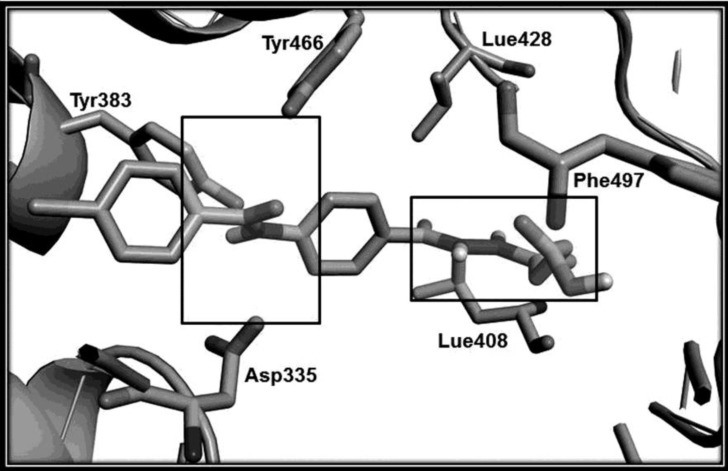 The minimized docking model of compound 6c in human sEH. The windows show the location of the amide (P1) and hydrazide (P2) groups in active site