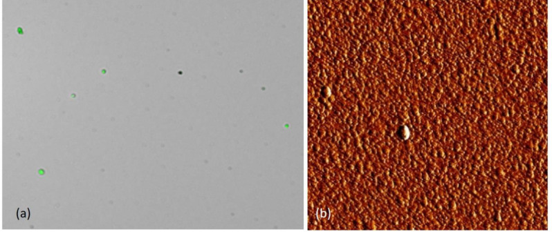 The fluorescence (a) and AFM (b) images of nanoliposomes at room temperature. AFM image shows uniform spherical particles and green spots in fluorescence image are calcein loaded nanoliposomes