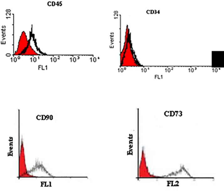 Immuno-phenotyping of human bone marrow derived MSCs using ﬂow cytometry. The surface phenotypic markers were positive for CD90, and CD73. Additionally, no cells expressed the hematopoietic markers CD45, CD34. The shaded area shows the profile of the negative control