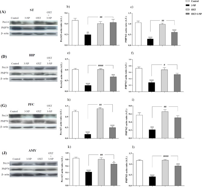 Effect of OXT on expression level of Pex14 and PMP70 in the different brain regions of 3-NP injected female rats. 3-NP reduced Pex14 (b, e, h and k) and PMP70 (c, f, i and l) protein levels in the studied brain regions of female rats in comparison with the Control group while OXT improved this effects in all studied brain areas of female rats. Data are presented as means ± SEM. (n = 6/ group). *p < 0.05, **p < 0.01, ***p < 0.001, ****p < 0.0001 compared with control; #p < 0.05, ##p < 0.01, ###p < 0.001 compared between the 3-NP and 3-NP-OXT groups. OXT: oxytocin; 3-NP: 3-Nitropropionic acid; Pex14: peroxin 14; PMP70: peroxisomal membrane protein of 70 kDa