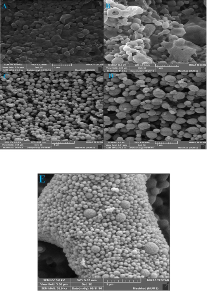 Scanning electron micrograph of surface of PLGA:DDA hybrid NPs containing 30 mg PLGA and 30 mg DDA (A), 40 mg PLGA and 20 mg DDA (B), 50 mg PLGA and 10 mg DDA (C), 55 mg PLGA and 5 mg DDA (D) and 60 mg PLGA and 0 mg DDA (E). (Scale bar represents 1 µm)