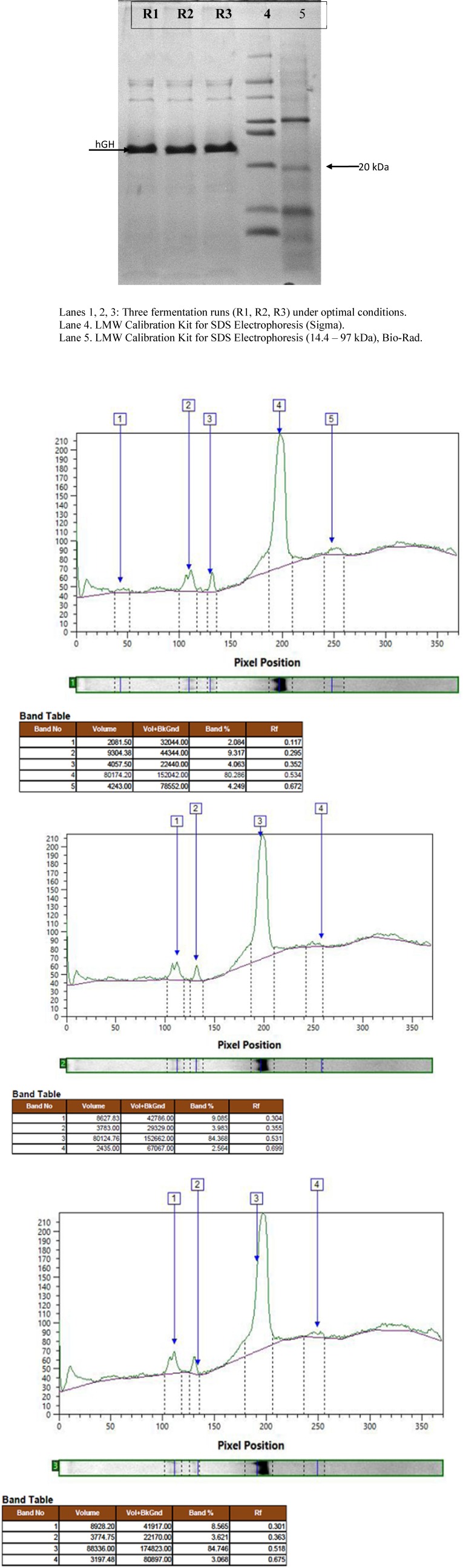 Protein expression and densitometric analysis of three fermentation runs at concentration of 50 g/L