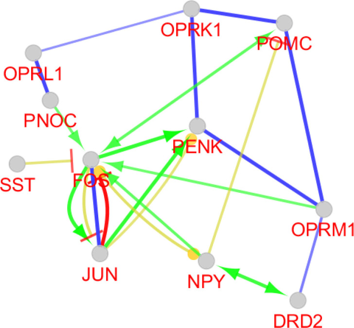 Action map including activation (green), inhibition (red) expression (yellow), and binding (blue) for PENK and its 10 relevant genes is presented. CluePedia application of Cytoscape is used to construct the action map