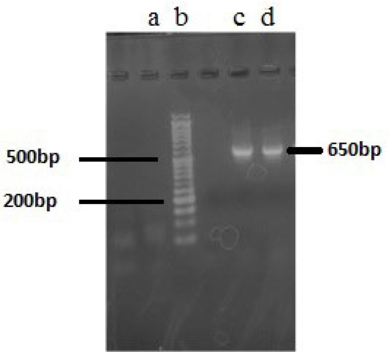 Agarose gel electrophoresis (2%) of 16S rRNA gene PCR products. (a) blank; (b) 1.5 kb DNA ladder; (c) PCR products of F5; (d) PCR product of F14