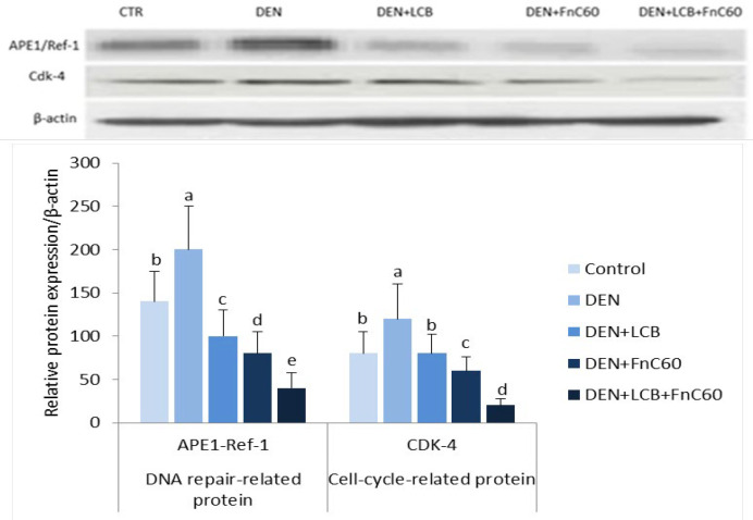 Effect of LCB, FnC60, and DEN on the protein expression level of APE-1/Ref-and Cdk-4 in liver tissue by Western blot analysis. The protein levels were quantified with β-actin as an internal control. All values are expressed as mean ± SD. Values with different letters significantly differed from the control group (P < 0.05)