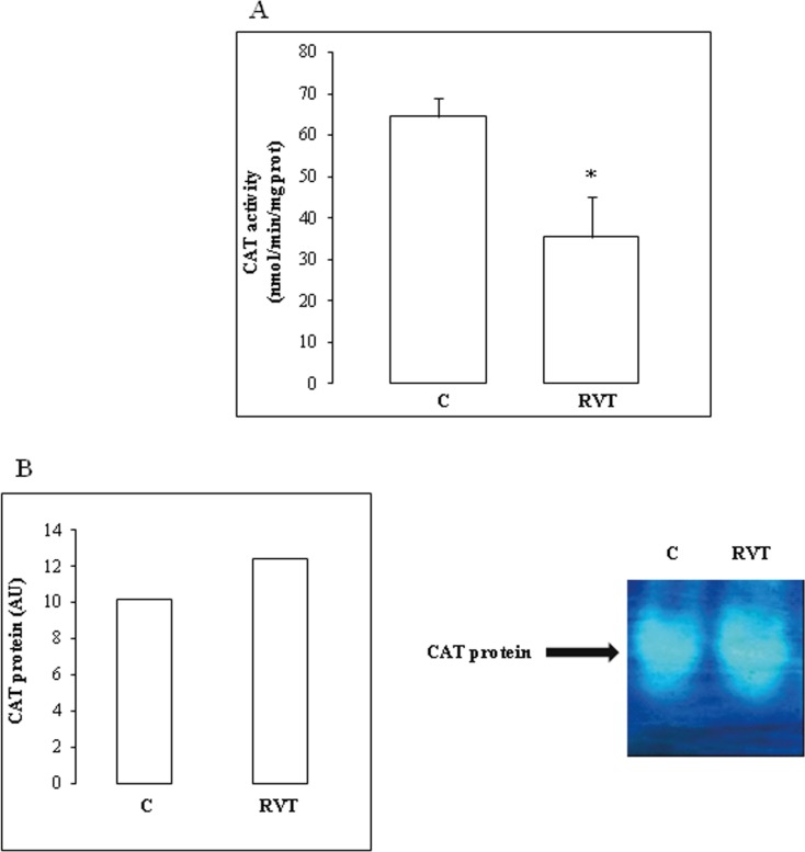 Effect of resveratrol on CAT activity and isoenzyme pattern. RVT inhibited CAT activity (Figure 4A) but had no effect on isoform abundance (Figure 4B). Values are mean ± SEM (n=6). *p < 0.05 vs C