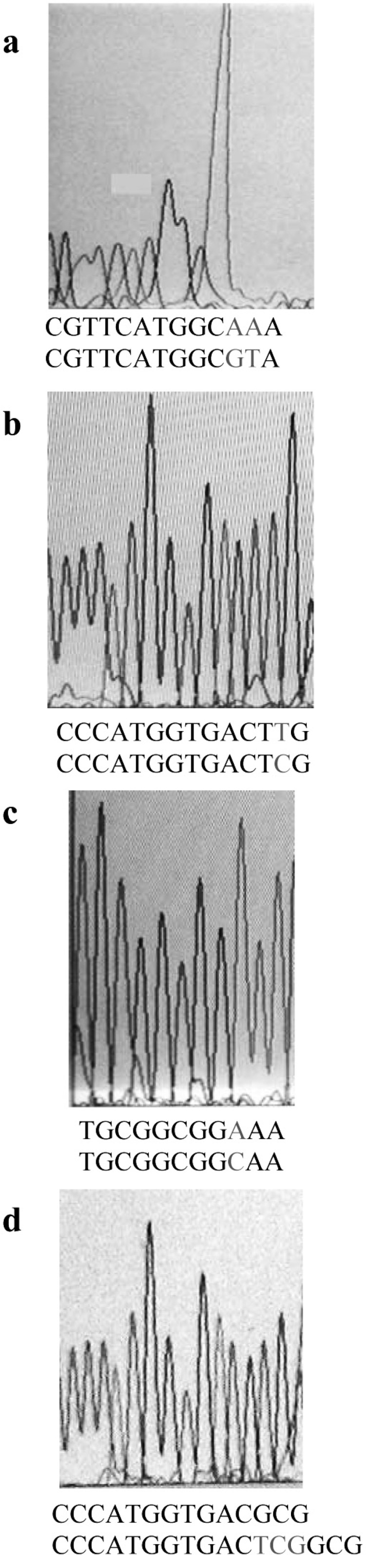 Sequence output from the PCR products of different CFX-resistant mutants, using forward or reverse primer. On the bottom of each graph, the first and second nucleotide sequences belong to mutant and wild type gyrA, respectively