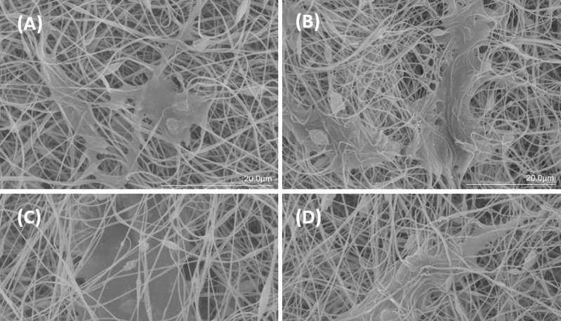 SEM surface morphology of (A) PAN, (B) Clay-PAN 15%, (C) Clay-PAN 20%, (D) Clay-PAN 25% nanofiber electrospun scaffolds after cell seeding at day 21 with 20 µm scale bar