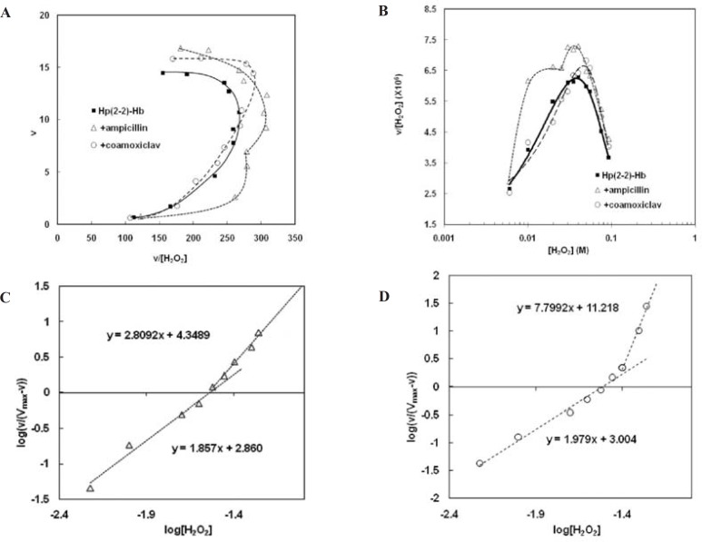 Non-Michaelis analysis of peroxidase activity of Hp (2-2)-Hb complex. A) Eadie-Hofstee plot. The nonlinear shape and the curvature toward right show non-Michaelis homotropic allostric effect. Eadie-Hofstee plot in the absence of drugs (Figure 2.A) has been incorporated here, for comparisoan.B) clearance plot. As it is observed the upward curcature confirms homotropic property. Maximum clearance (CLmax) and Smax have been determined graphically as shown. Clearance plot in the absence of drugs (Figure 2.B); has been incorporated here, for comparison. C) Hill plot in the presence of ampicillin. It is seen the points of this graph lay on at least two consecutive linear parts. The slope of each line (m) is more than unit (m>1). this observation not only confirms positive cooperativity and homotropic effect but also demonstrates the behavior is changed with H2O2 concentrations so that the two sequential homotropic behaviors lead to increased activity. D) Hill plot in the presence of coamoxiclav. The same effect can be observed here Moreover the slope of second line in the presence of coamoxiclav, is more than of ampicillin. the obtained values of CLmax, Smax and Hill coefficients have been summarized in Table1.