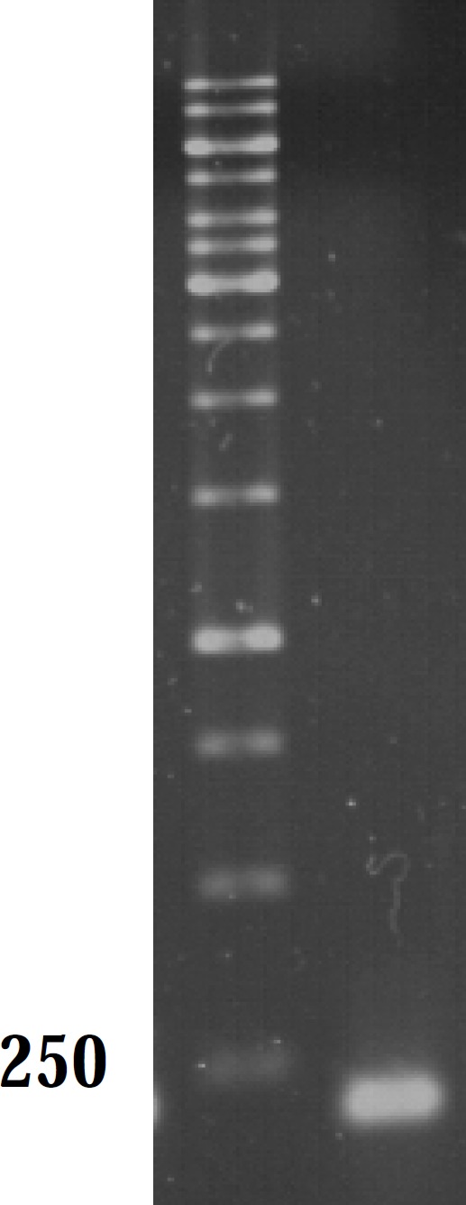 Gel analysis of PCR product. Lane M and A contain 1 kb DNA ladder and marA PCR product, respectively