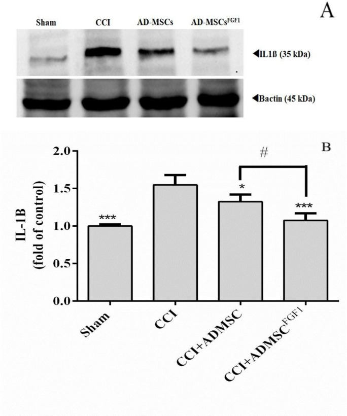 Effects of AD-MSCs and AD-MSCs FGF1 on expressions of IL-1β protein in L4-L6 dorsal horn spinal cord of CCI rats on day 14. (A) Representative images of IL-1β by western blotting. (B) Tthe bar graphs show the relative protein band expressions of IL-1β. 𝛽-actin is the loading of protein control. Each value represents the mean ± SEM. *p < 0.05, ***p < 0.001 vs. CCI group; #p < 0.05 vs. AD-MSCs group. (n = 6).