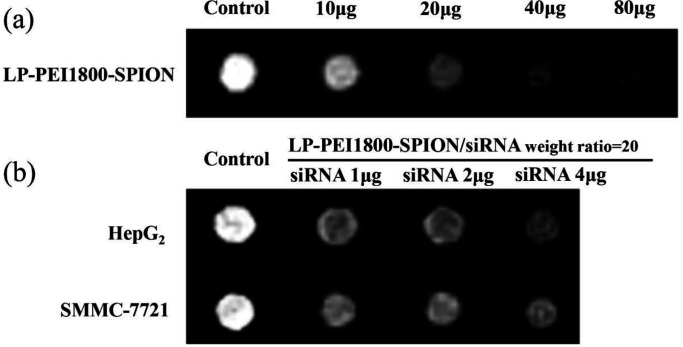 Images T2-weighted MRI with (a) LP-PEI1800-SPION at various weight ranging from 10 to 80 μg in PBS and (b) LP-PEI1800-SPION/siRNA-Luc at various weight ratios from 1 to 4 μg of siRNA-Luc in HepG2 and SMMC-7721 cells (TE = 117 ms. The cells with no treatment was used as a control)