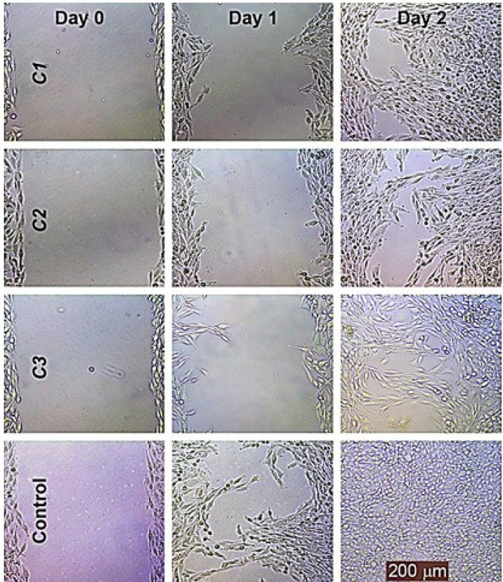The effects of C1-C3 on the migration of the HeLa cell line. The wound healing of the HeLa cell line was photographed at 0, 1 and 2 days following incubation with these compounds at 30 % maximal inhibitory concentration (IC30) using a phase contrast microscope