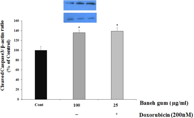 Effect of Baneh gum treatment alone and in combination with 200 nM doxorubicin on caspase 3 protein activation. Cells were incubated with gum alone (25 µg/mL) or in combination with doxorubicin (200 nM) for 24 h and then proteins were extracted and protein expression was measured by western blot. Each value in graph represents the mean ± SEM band density ratio for each group; ***P < 0.001 significantly different versus control treated cells. β-actin was used as an internal control