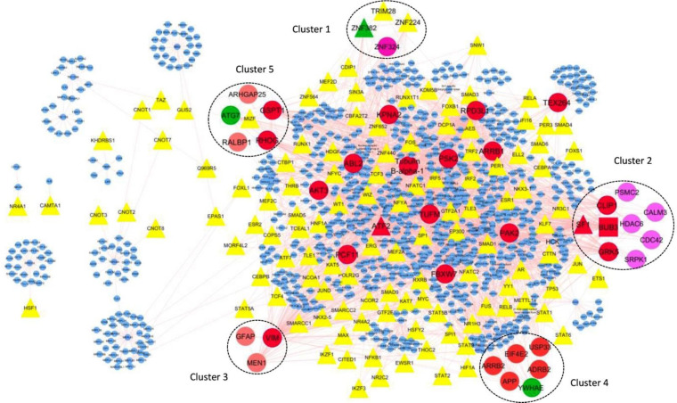 Visualization in Cytoscape of interactions between TFs, modules and hub-TFs. TFs are shown as triangle. Hubs are displayed in red ellipses. Modules showed by number with different color that contains the nodes are hub (red node), seed (green node) and TF (yellow and red triangle). There is just one red rectangle in module No.2 related to the node that is hub-seed gene. Red triangle related to the nodes are hub-TFs and green triangle is a node related seed-TFs. SF1 and ATF2 are hub-TFs and ZNF382 is a seed-TF. ZNF382 and SF1 are the members of modules No.1 and No.2 respectively