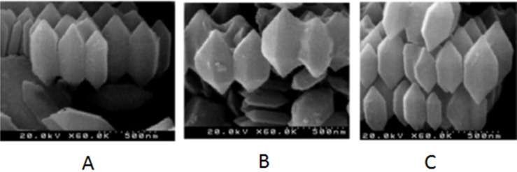 FE-SEM image of 5-FU- Fe-MIL-101(NH ) (A), Fe-MIL-101(NH ) on the SBF solution (B) and Fe-MIL-101(NH ) (C)
