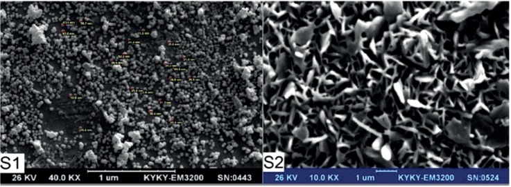 SEM of MCS nanogels for Samples S1 and S2.