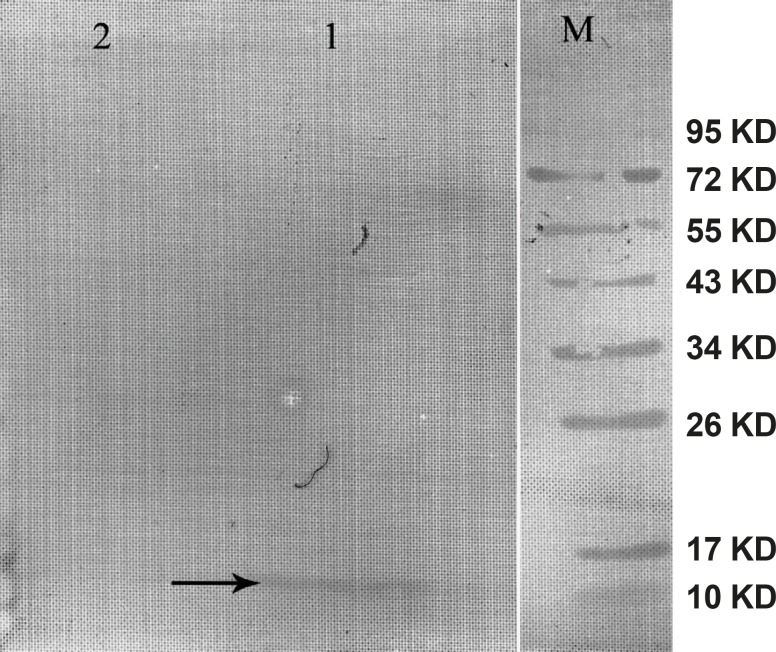 Western blot of the mouse hepcidin-1. The lane M is the molecular marker (Pageruler™ Prestained Protein Ladder). The lane 1 is Anti-His tag antibody binding to 10 KDa protein produced in SF-9 cell transfected with recombinant baculovirus and specifies mouse hepcidin-1. The lane 2 is the negative control. This lane was loaded with total proteins extracted from the SF-9 cells transfected with natural baculovirus (without hepcidin gene