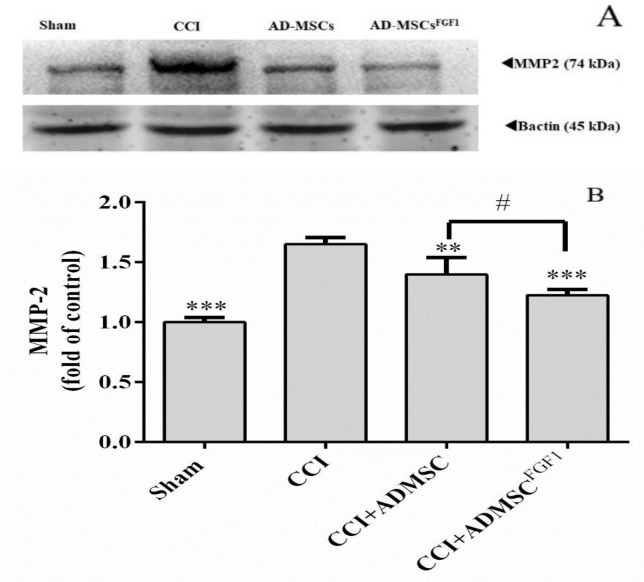 Effects of AD-MSCs and AD-MSCs FGF1 on expressions of MMP-2 protein in L4-L6 dorsal horn spinal cord of CCI rats on day 14. (A) Representative images of MMP-2 by western blotting. (B) The bar graphs show the relative protein band expressions of MMP-2 (B). 𝛽-actin is the loading of protein control. Each value represents the mean ± SEM. **p < 0.01, ***p < 0.001 vs. CCI group; #p < 0.05 vs. AD-MSCs group. (n = 6)