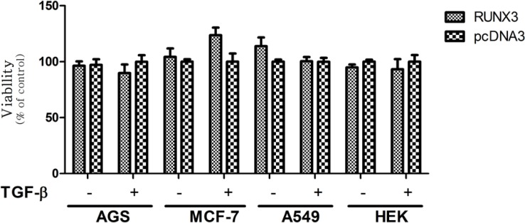 Effect of full-RUNX3 on Cell Viability in the Absence and Presence of TGF-β in AGS, MCF-7, A549, and HEK cell lines. Cells were transfected with RUNX3. 24 h. after transfection, the medium of the transfected cells was exchanged in the absence or presence of 10ng/mL TGF-β. After 48 h. cell proliferation was evaluated by MTT assay. Empty vector (pcDNA3) was used as a control. Data presented as Mean ± SE of three independent experiments