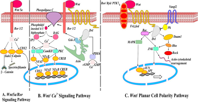 Noncanonical Wnt signaling pathways. (A) Schematic representation of mediators involved in Wnt5a/Ror signaling pathways. Activation of ubiquitin ligase Shiah2 by Wnt5a represses Wnt/β-catenin. (B) Wnt/Ca2+ signaling pathway. Wnt/Fz interaction may activate phosphodiesterase 6 (PDE6) causing Ca2+ to decrease cGMP. The release of Ca2+ induces NFAT, NFкB, and CREB translocation into the nucleus regulating the expression of genes. (C) Wnt/Planar cell polarity pathway. Van Gogh (Vangle2) forms a complex with prickle (Pk) responsible for antagonizing PCP pathway. Wnt/Fz/ Ror/Ryk/PTK7/Dvl complex also recruits Dishevelled associated activator of morphogenesis (Daam1) involve in actin cytoskeleton rearrangement