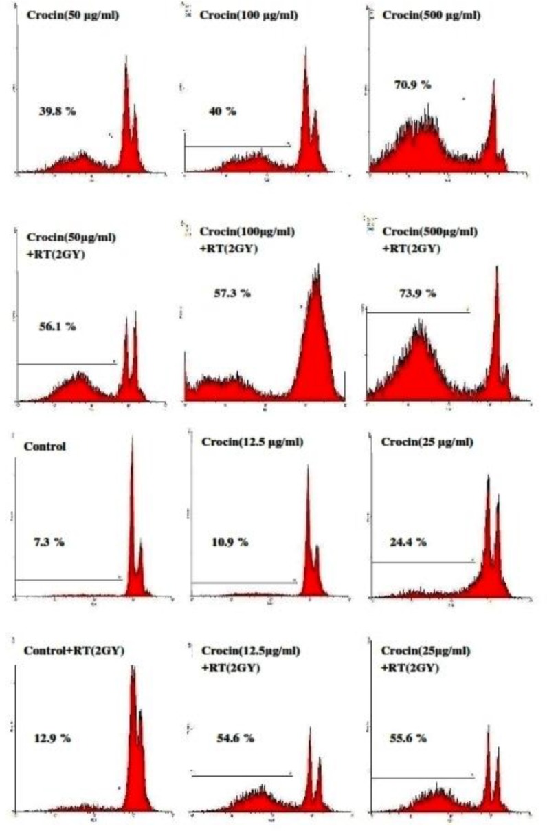 Flow cytometery histograms of apoptosis assays by the propidium iodide (PI) method in HN-5 cells after 66 h. HN-5 cells, which were treated with (12.5-500 µg/mL) of crocin and 2 Gy radiation, were affected in comparison with those that had not received radiation. A sub-G1 peak, as an indicator of apoptotic cells, was induced in crocin-treated HN-5 cells