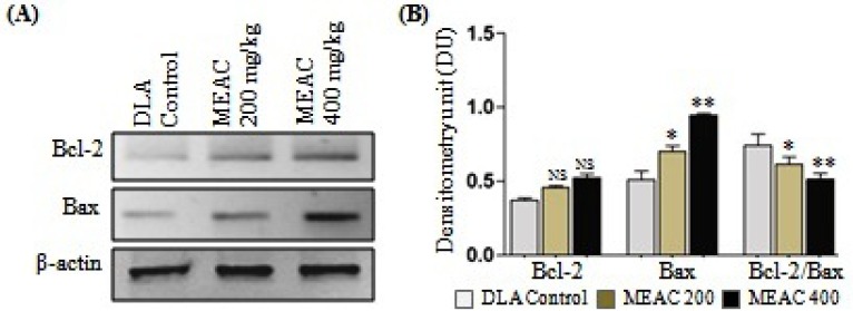 DLA lysates [Lane 1- DLA control; Lane 2- MEAC treated 200 mg/kg and Lane 3- MEAC treated 400 mg/kg] were subjected to western blot analysis. Pro-apoptotic proteins Bax and anti-apoptotic protein Bcl-2 and visualized by ALP-conjugated secondary antibody. The β-actin band confirmed equal protein loading (A). Quantitative bar diagram showing Bcl-2/Bax expression and ratio (B), Data are the mean ± SD from three replicate measurements. Treated groups vs. DLA control group, NS= non significant, *p<0.05 and **p<0.01