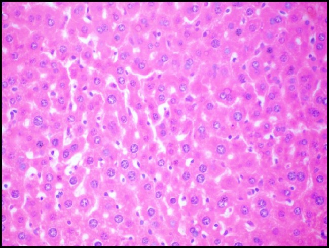 Photomicrograph of liver of mice (H&E, 400×) from -ve control group showing the normal hepatic histological structure