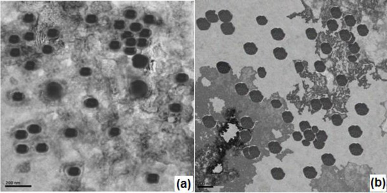 TEM images (a) Optimized nanoparticulate in-situ gel (N4G5), (b) Optimized nanoparticles N4.