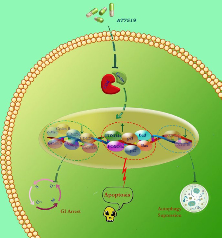 Schematic representation proposed for the presumable mechanisms of action of AT7519 in KG-1 cells. Via abrogation of the CDK and induction of G1 cell cycle arrest, AT7519 diminished the survival and proliferative capacity of the cells plausibly through altering both cell cycle- and apoptotic-related genes. We found that the blockage of autophagy system in KG-1 cells resulted in a superior cytotoxic effect; introducing autophagy as a probable suppressor of cell death