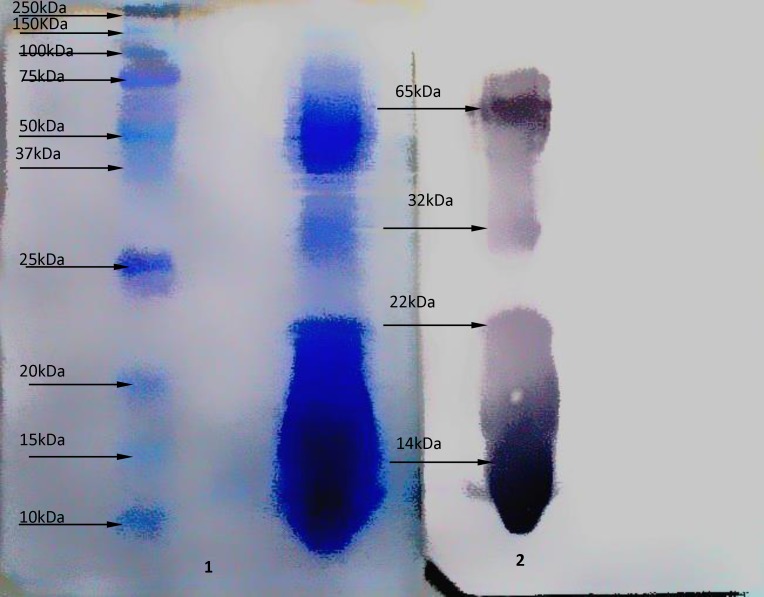 Western blot analysis on Naja Naja venom .1) Molecular weight markers and crude venom from Naja Naja snake after transfered onto nitrocellulose membrane, by SDS-PAGE (15%). Coomassie brilliant blue R-250 stain 2) Immunological reactivity of antibody and crude venom from Naja Naja snake