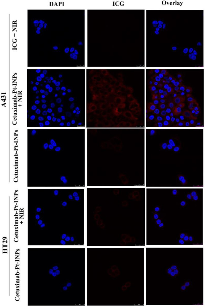 Cellular uptake of A431 cells and HT-29 cells treated with free ICG, Cetuximab-Pt-INPs (with or without NIR laser irradiation) observed by CLSM. Nuclei (blue) were stained with DAPI; red represented the fluorescence of ICG. Scale bars represent 25 μm