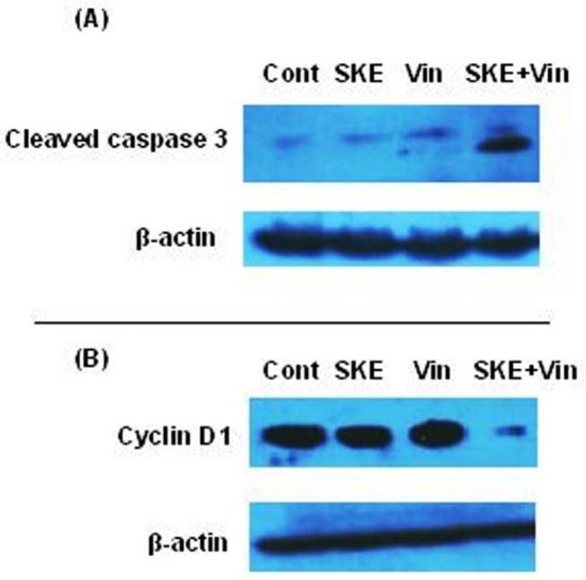 Effect of sub-effective doses of sutureja khuzestanica total extract (SKE, 20 µg/mL) and vincristine (Vin, 150 nM) alone or in combination on the levels of activated caspase 3 (A) and cyclin D1 (B) in MCF-7 cancer cells. β-actin was used as an internal control for loading