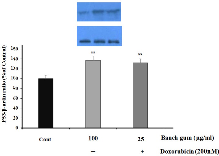 Effect of Baneh gum treatment alone and in combination with 1µg/mLl doxorubicin on P53 protein level. Cells were incubated with gum alone (25 µg/mL) or in combination with doxorubicin (200 nM) for 24 h and then proteins were extracted and protein expression was measured by western blot. Each value in graph represents the mean ±SEM band density ratio for each group; **P < 0.01 significantly different versus control treated cells. β-actin was used as an internal control
