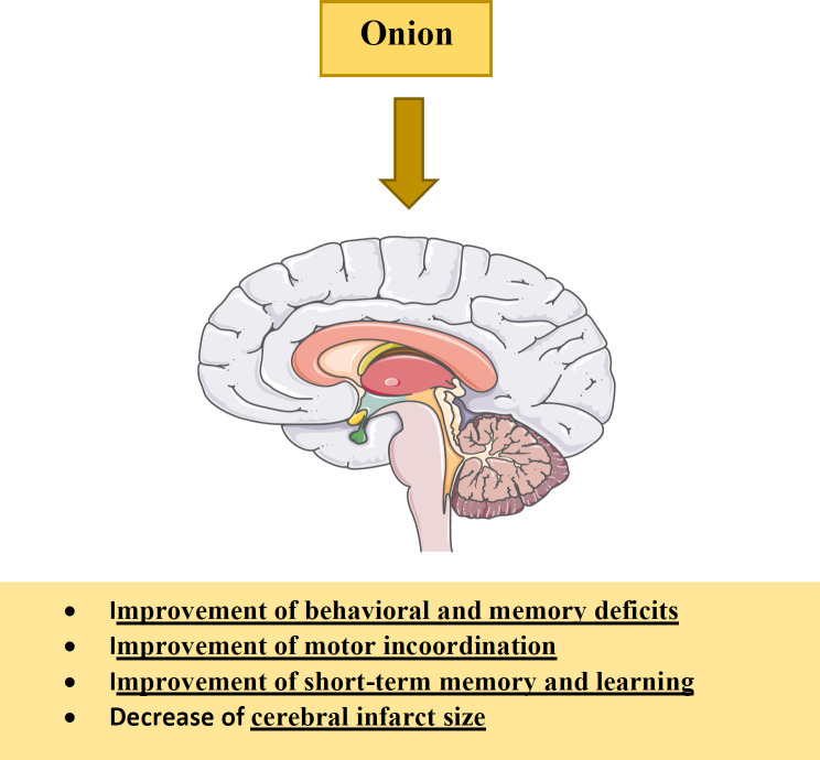 The effects of A. cepa (onion) and its constituents on nervous system