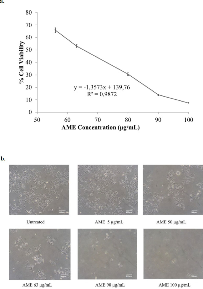 Cytotoxic effect of AME on 4T1 cells. 4T1 cells (5 × 104 cells/mL) were treated with AME for 24 h and then subjected to MTT assay. The viable cells were then quantified using a 450-nm ELISA reader. (a) Percentage of 4T1 cells viability. The viable cells were calculated in accordance with the analysis procedure (p < 0.05). (b) Cells’ appearance after being treated with AME under an inverted microscope with a 100x magnification