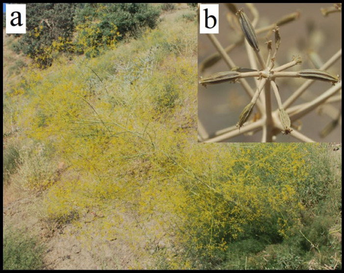 (a) The Ferulago bernardii in the flowering stage, (b) the fruits of the Ferulago stellata