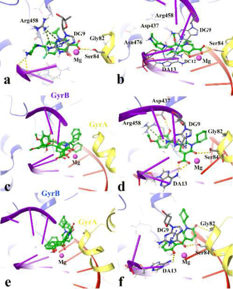3D representation of the modeled cleaved complex consisting of the best IFD pose interaction of compounds over DNA gyrase. The studied compounds include; ciprofloxacin (a), moxifloxacin (b) the superposed compounds 4j, 4n, 4p (c), compound 4p (d), the superposed compounds 5a, 5b, 5c (e), and compound 5c (f). GyrA and GyrB subunit of DNA gyrase are in yellow and blue, respectively