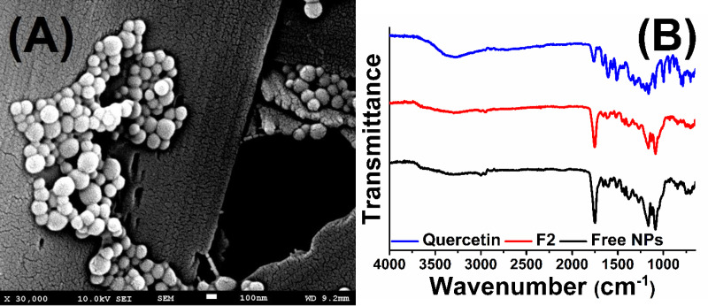 Scanning electron micrographs of quercetin loaded PLGA nanoparticles (A) and FT-IR spectrum of quercetin, free nanoparticles and quercetin loaded nanoparticles (B).