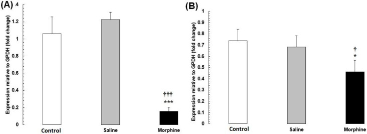 (A) CREB1 and (B) FOS mRNA expression in testis tissues from male rats addicted to morphine. The mRNA amounts were evaluated by a quantitative real-time reverse-transcription polymerase chain reaction. Data are the mean ± SEM (n = 10 for each group). Glyceraldehyde-3-phosphate dehydrogenase was used as an internal control. *P < 0.05 and ***P < 0.001, morphine group vs. saline and control groups