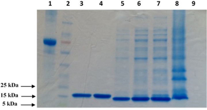 SDS–PAGE (12% Tris glycine–HCl gel) analysis of purified TNF-α recombinant protein. The position of the bands appears to indicate that the molecular weight of the expressed protein is approximately 17 kDa. 1: BSA (1 mg/mL); 2: Prestained protein ladder; 3: Elution 3; 4: Elution 4; 5: Post Wash; 6: Pre Wash; 7: Supernatant; 8: Pellet; 9: Pre Induction