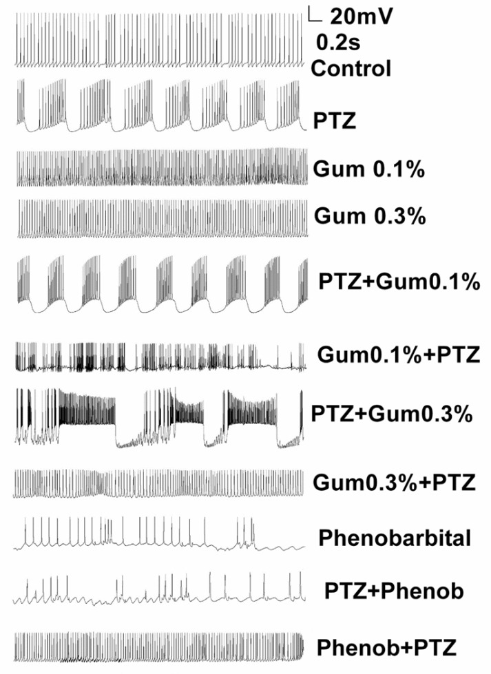 Application of Dorema ammoniacum gum did not reduce or prevent the PTZ-induced epileptiform discharges. Example traces showing spontaneous firing activity for representative neurons in control, after treatment of PTZ alone and following application of PTZ either prior or after exposure to gum