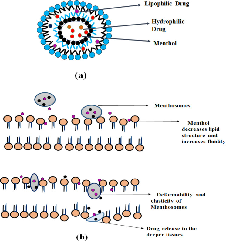 Menthosome (a) Structure and (b) Mechanism of action