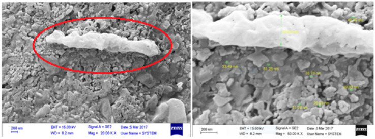 The scanning electron microscope micrographs from the bacteria isolated from iron industry wastewater