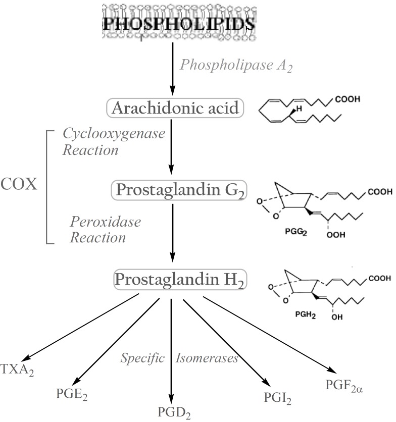 Biosynthesis of prostanoids