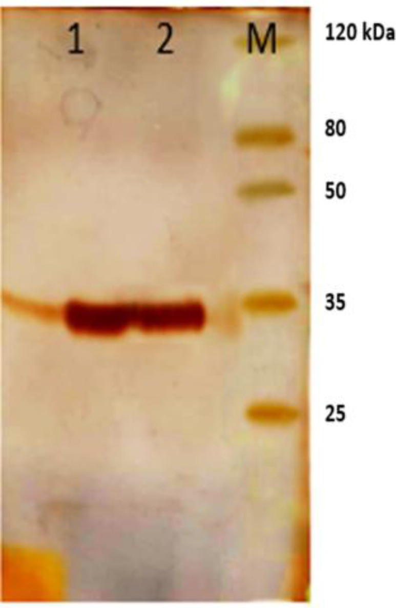 Analysis of polyclonal scFv purification on SDS PAGE. Line M: standard protein marker. Line 1, 2: column outcome after elution with native buffer B (Qiagen) containing 200 mM imidazole