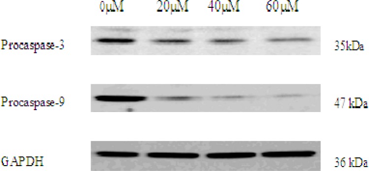 The expression of procaspase-3 and procaspase-9 in 0, 20, 40, 60 μM EN-treated MCF-7 cells. The cells were treated with EN for 48 h. Pro-caspase-3 and pro-caspase-9 were analysed by western blot. GAPDH was used as an equal loading control.