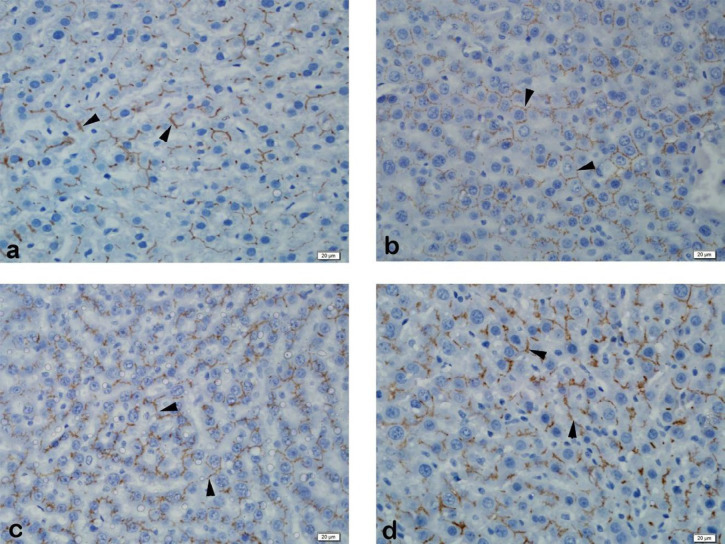 Immunohistochemistry of liver MRP2. (a) Control Group: Strong staining observed; (b) BDL Group: Strong staining observed; (c) SPL1 Group: Strong staining observed; (d) SPL2 Group: Strong staining observed